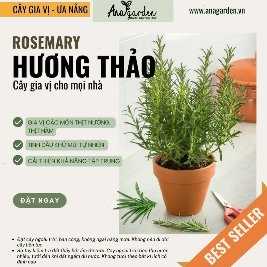 Cây hương thảo xanh mướt trong vườn