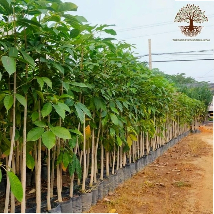Cây Kèn Hồng giống với hoa đang nở