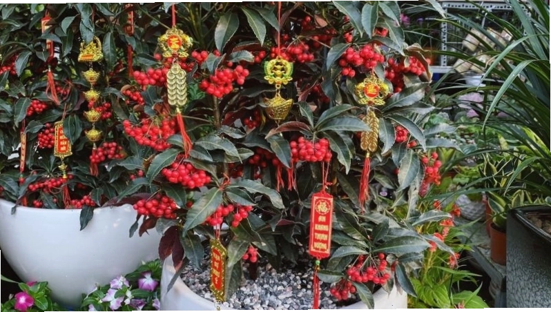 Cây kim ngân lượng mang đến vẻ đẹp và ý nghĩa cho ngày Tết