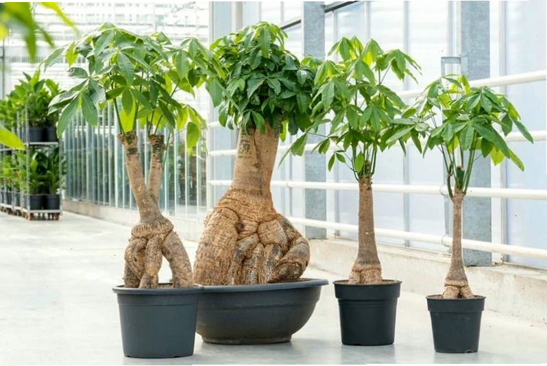 Cây kim ngân mang ý nghĩa phong thủy tốt lành