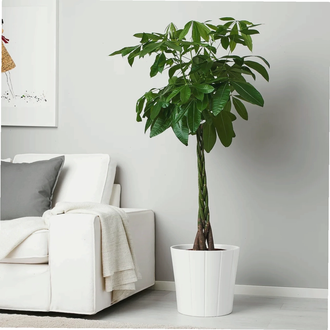 Cây kim ngân Pachira Money Tree Pachira aquatica được trồng trong chậu sứ sang trọng
