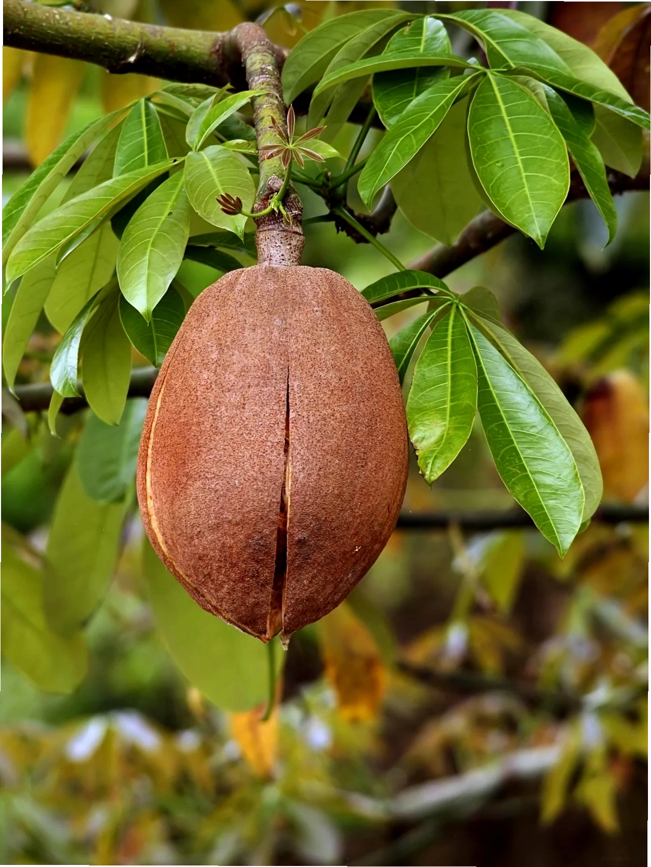 Cây kim ngân Pachira Money Tree Pachira aquatica được uốn nắn tạo dáng