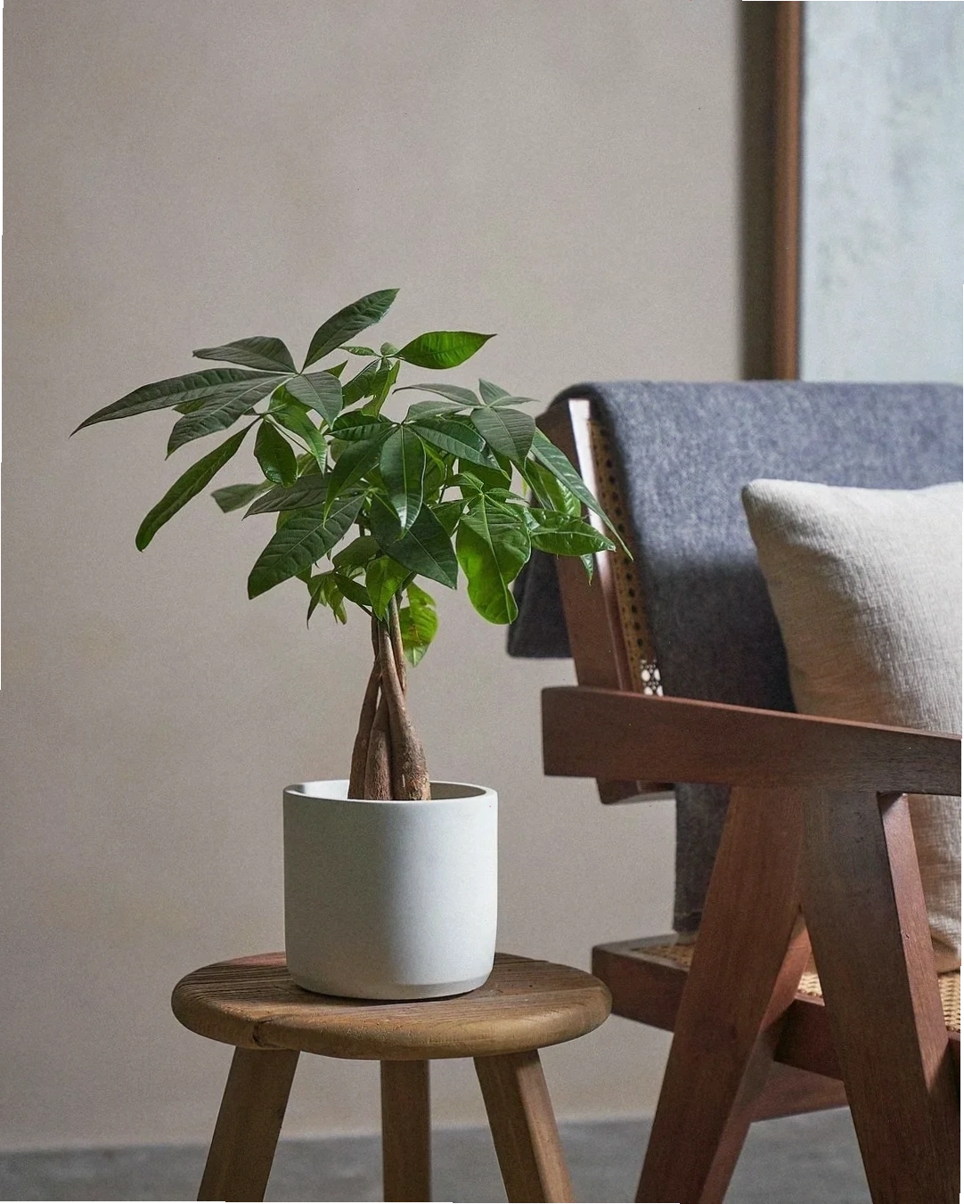 Cây kim ngân Pachira Money Tree Pachira aquatica với dáng cây đẹp và lá xanh tốt