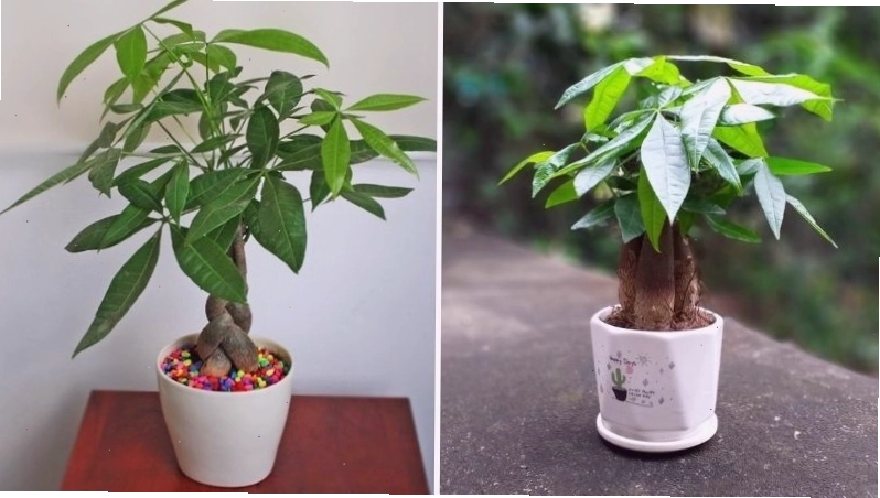 Cây kim ngân với thân cây xoắn và lá xanh, biểu tượng cho sự thịnh vượng và may mắn