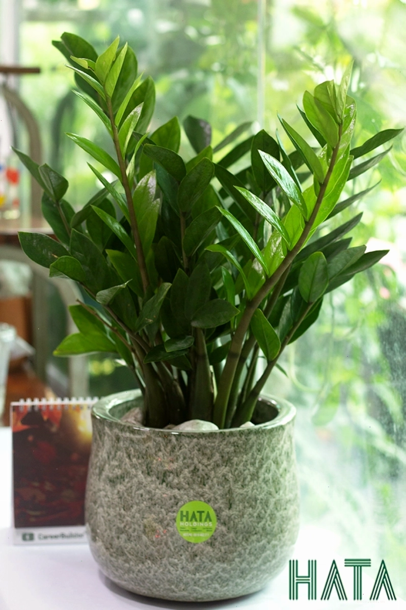 Cây Kim Tiền Chậu Sứ size nhỡ