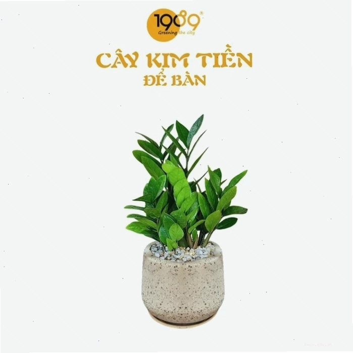 Cây Kim Tiền mang ý nghĩa tài lộc, phú quý