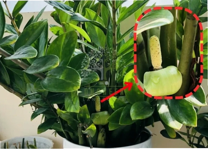 Cây kim tiền nở hoa là điềm lành.