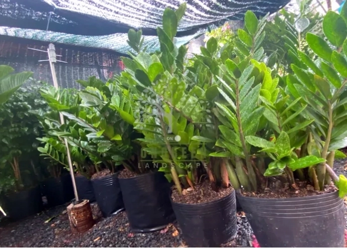 Cây kim tiền nội thất trang trí và hút lộc.