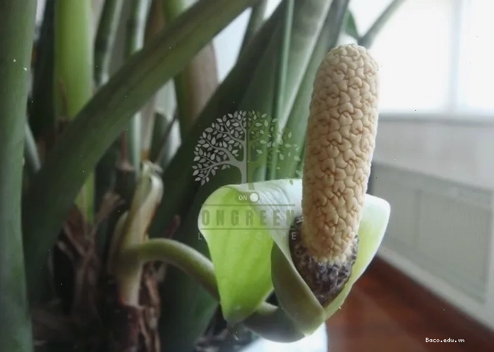 Cây kim tiền ra hoa có tốt không, giải mã ý nghĩa phong thủy đặc biệt.