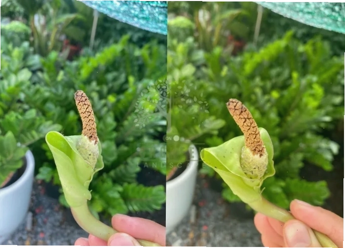 Cây kim tiền ra hoa tượng trưng cho tài lộc.