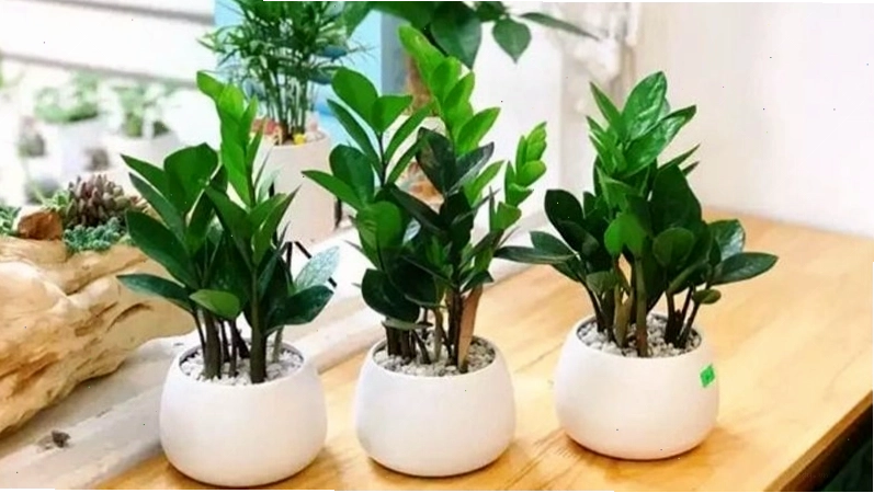 Cây kim tiền với lá xanh bóng và dáng cây sum suê, tượng trưng cho tài lộc và sự phát triển