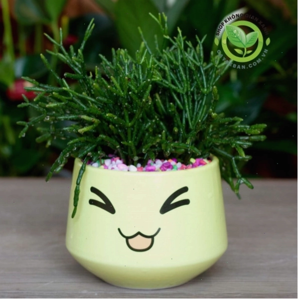 Cây Lộc Nhung, một loại cây có lá giống nhung mềm mại