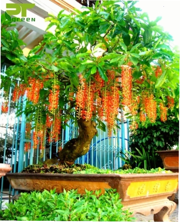 Cây lộc vừng trồng trong chậu cảnh với dáng thế đẹp