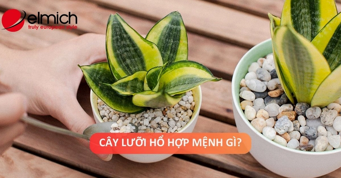 Cây Lưỡi Hổ Hợp Mệnh Gì Tuổi Nào? Ý Nghĩa Phong Thủy và Cách Chăm Sóc