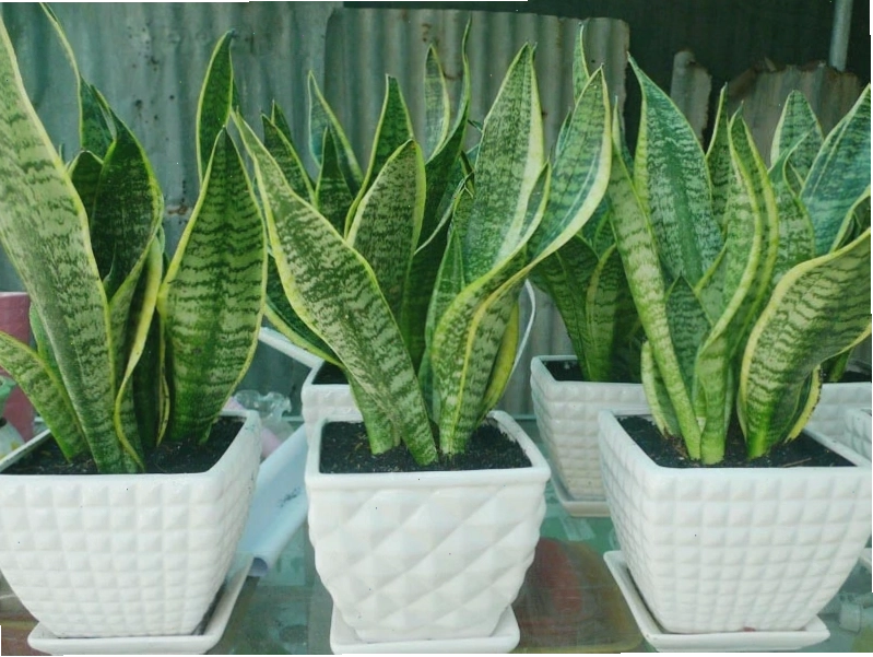 Cây lưỡi hổ là loại cây để trong nhà tốt, dễ chăm sóc