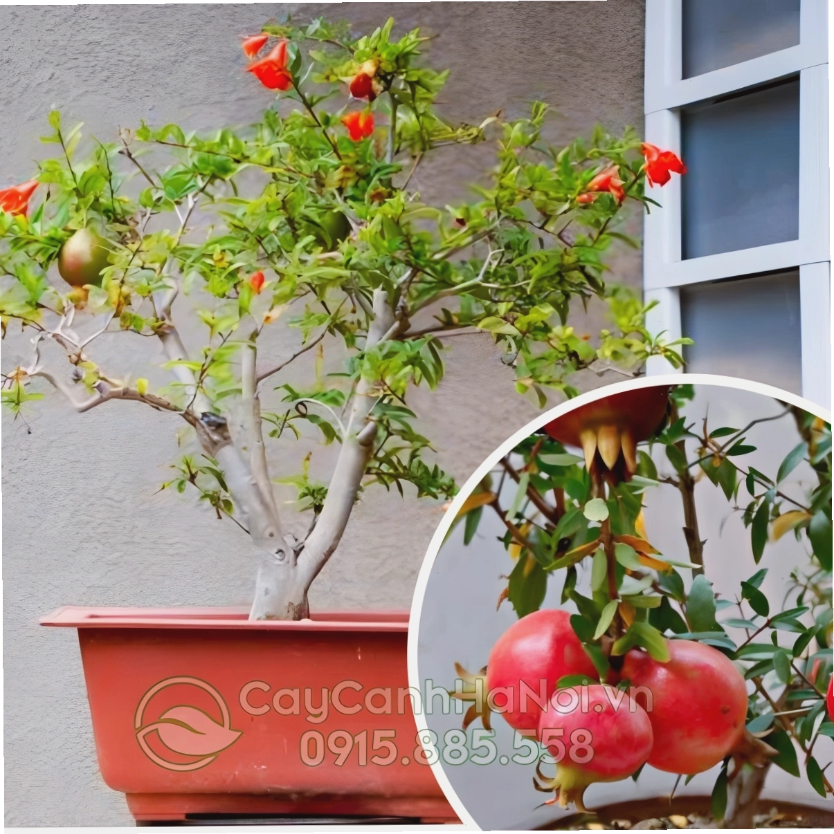 Cây lựu có thể chịu được nhiệt độ cao và độ ẩm thấp
