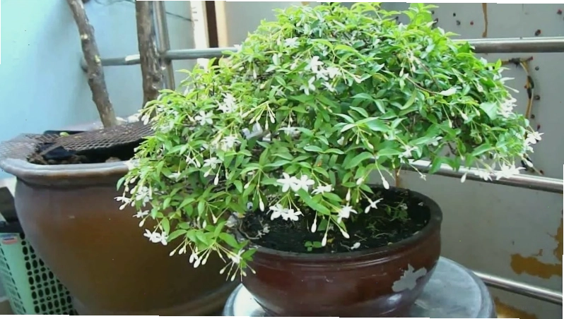 Cây Mai Chiếu Thủy với dáng vẻ thanh thoát