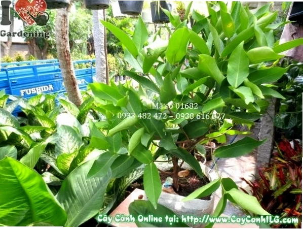Cây mận Thái giống 60cm sẵn sàng để trồng và phát triển