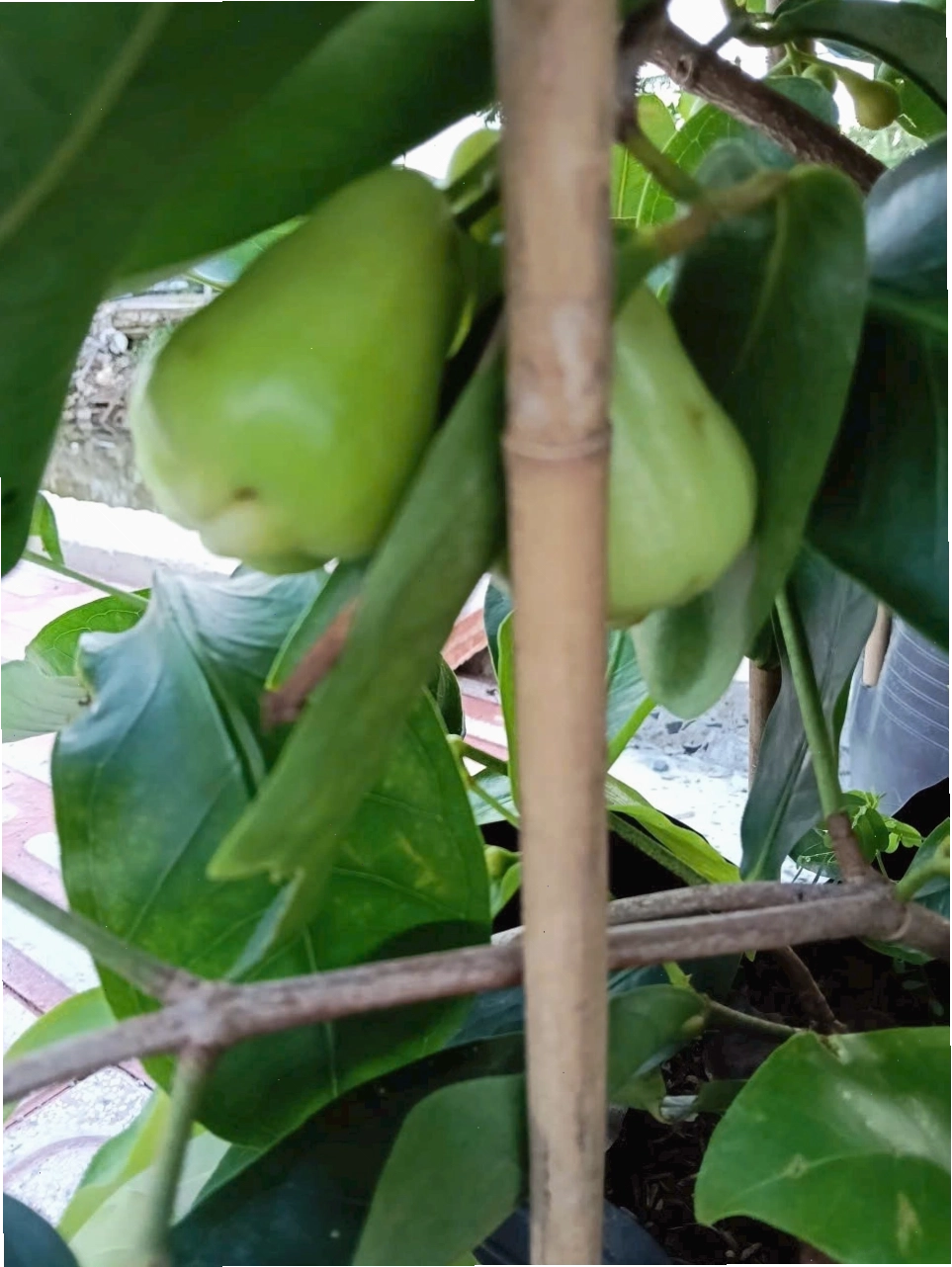 Cây mận Thái xanh giống Jumbo được chăm sóc tốt trong chậu