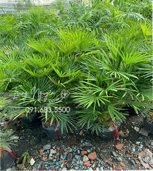 Cây Mật Cật Kim Cương