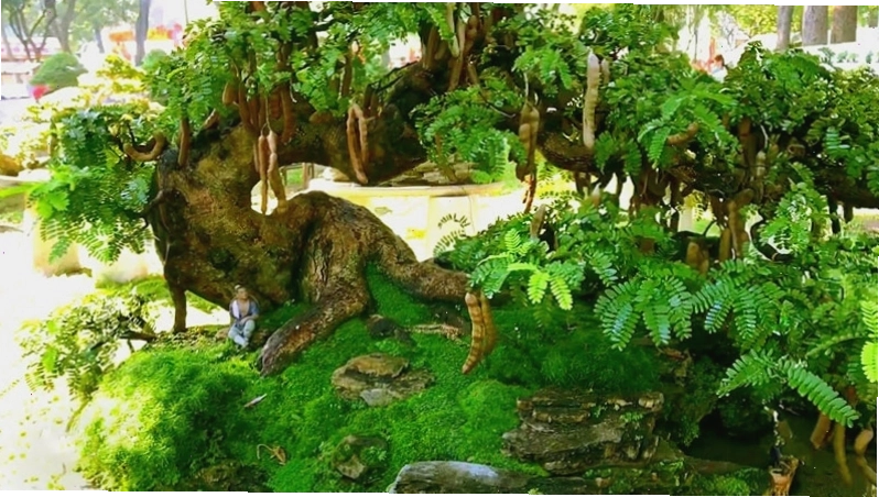 Cây me trồng trước nhà với dáng bonsai đẹp mắt