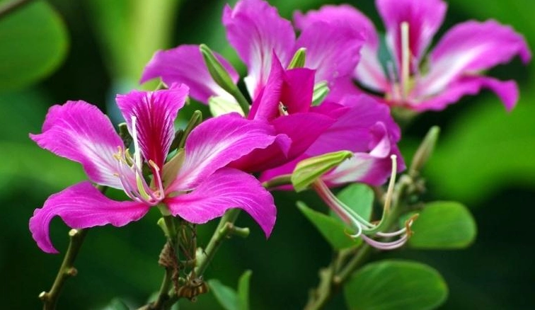 Cây Móng Bò: Vẻ Đẹp Thanh Tao và Công Dụng Vượt Trội