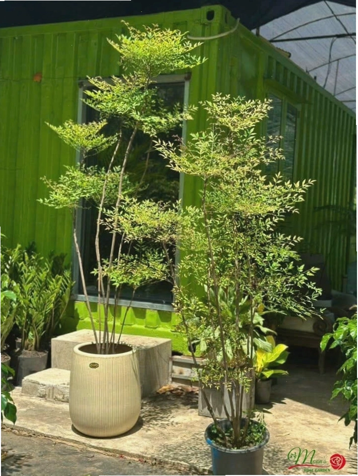 Cây Nam Thiên Trúc với tán lá xanh mướt, rực rỡ, là điểm nhấn cho không gian