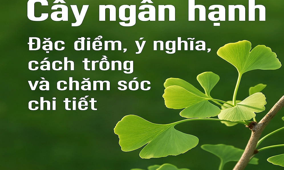 Cây Ngân Hạnh: Dược liệu quý với nhiều tác dụng sức khỏe đáng kinh ngạc