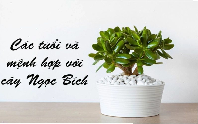 Cây ngọc bích hợp tuổi nào và mệnh nào theo ngũ hành