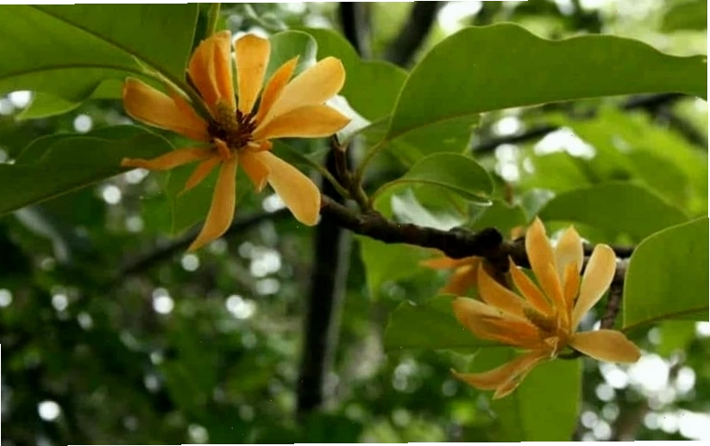 Cây Ngọc Lan nở hoa đẹp mắt