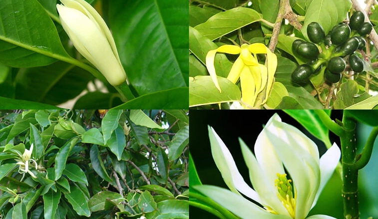 Cây Ngọc Lan: Vẻ đẹp và ý nghĩa phong thủy mang may mắn
