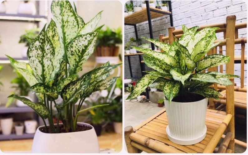 Cây ngọc ngân ám chỉ sự giàu sang, phú quý