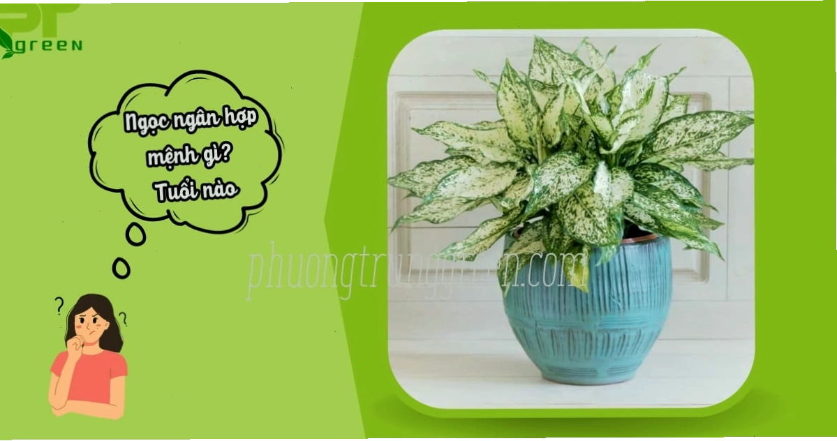 Cây ngọc ngân hợp mệnh gì, tuổi nào?