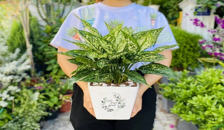 Cây Ngọc Ngân: Vẻ Đẹp Tinh Tế Và Ý Nghĩa Phong Thủy Mang Tài Lộc