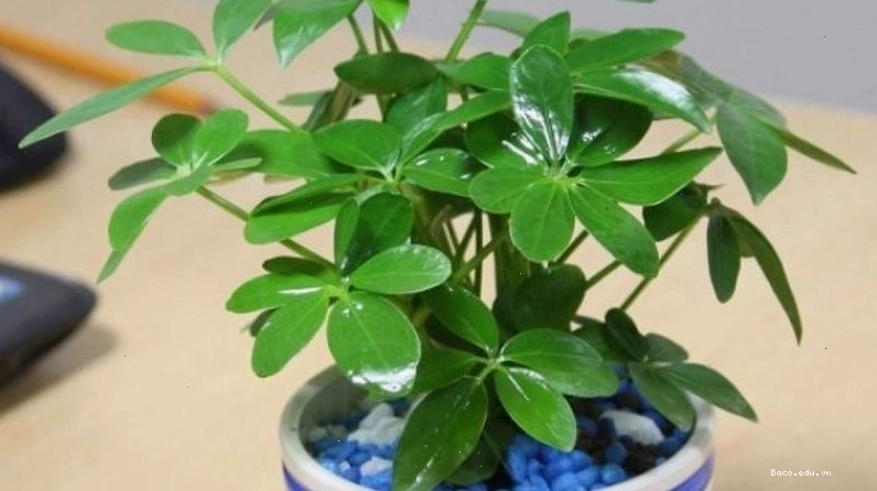 Cây ngũ gia bì xanh tốt, tượng trưng cho sức sống và sự phát triển của mệnh Mộc