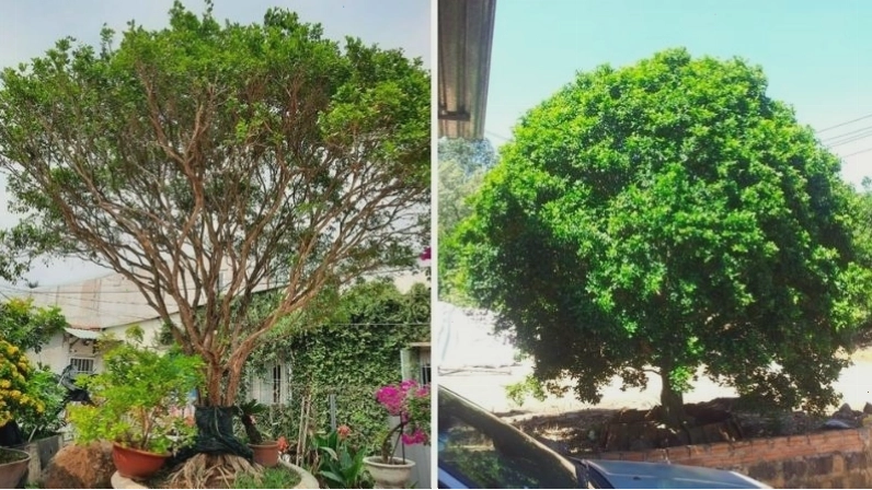 Cây nguyệt quế cổ thụ với vẻ ngoài ấn tượng, mang lại sinh khí cho không gian