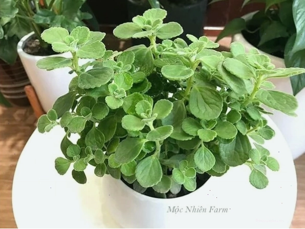 Cây nhất mạt hương được trồng trong chậu treo, tạo điểm nhấn cho không gian