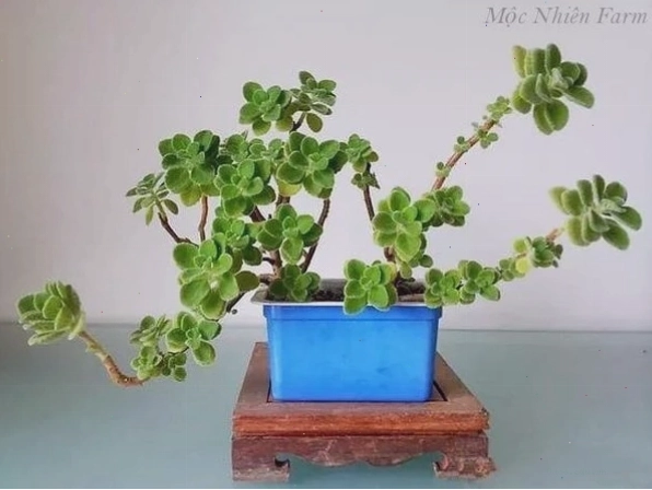 Cây nhất mạt hương với những chiếc lá xanh mướt, tràn đầy sức sống
