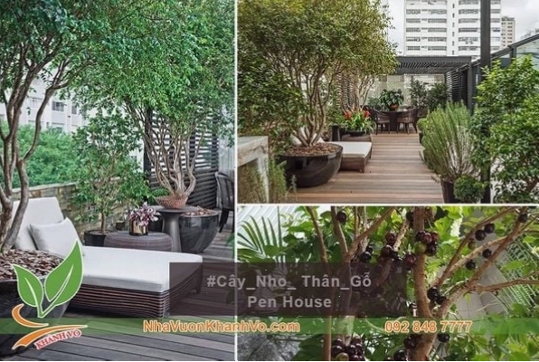Cây nho thân gỗ phát triển tốt ngoài vườn