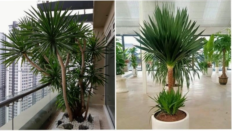 Cây phát tài núi hợp với mệnh Mộc, Hỏa và các tuổi Tý, Hợi, Dần, Mão, Tỵ, Ngọ