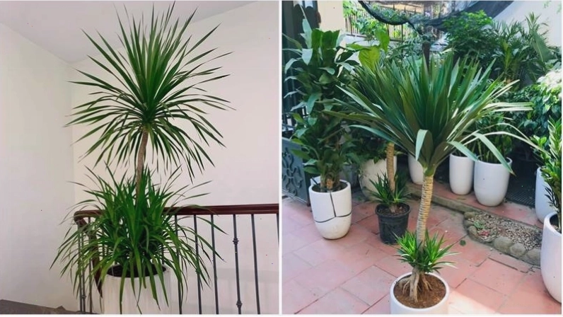 Cây phát tài núi với dáng vẻ thanh tao, biểu tượng của sự may mắn và tài lộc