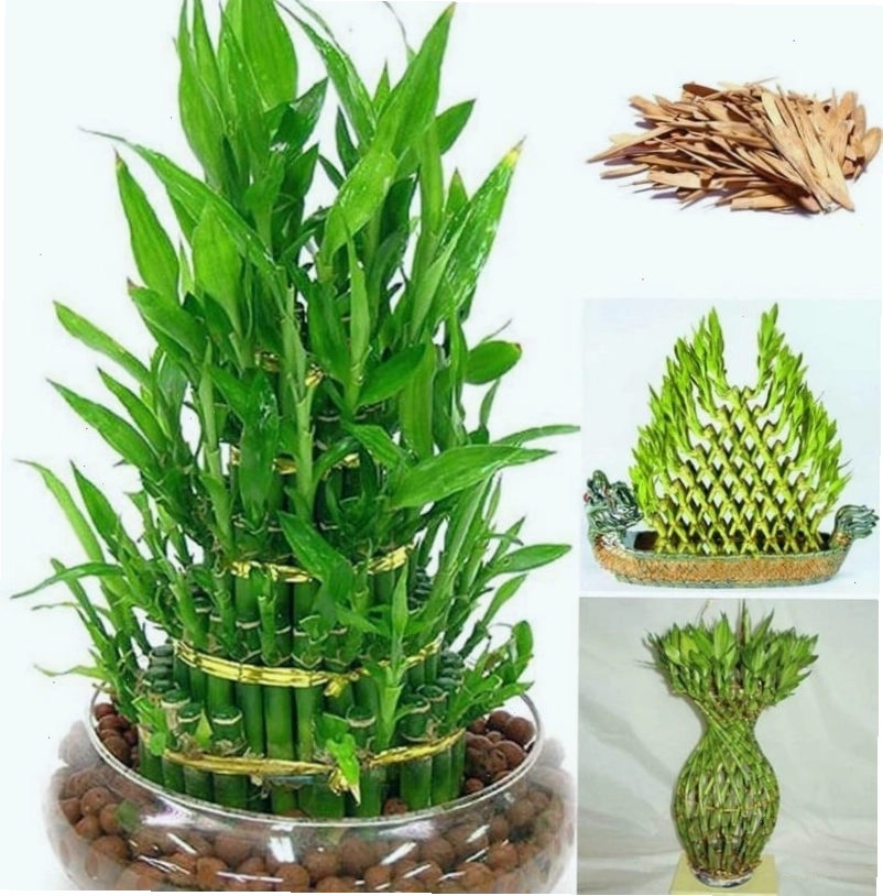Cây phát tài phát lộc với thân xanh mướt và lá sum suê