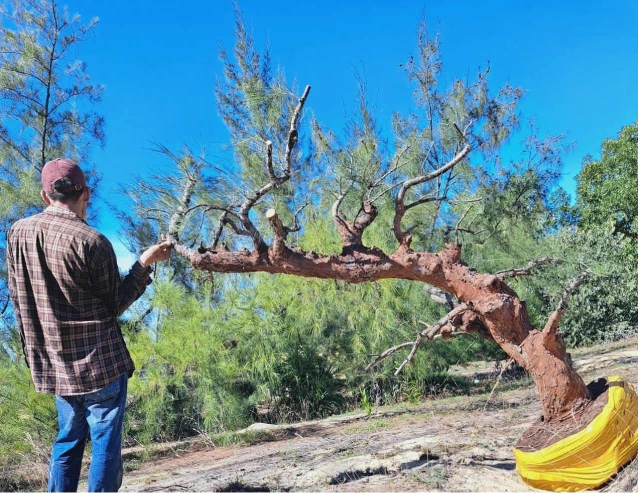 Cây phi lao dương liễu bonsai nghệ thuật