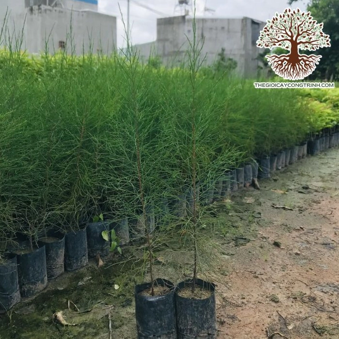 Cây Phi Lao: Ý Nghĩa Phong Thủy, Tác Dụng Và Đặc Điểm Nổi Bật