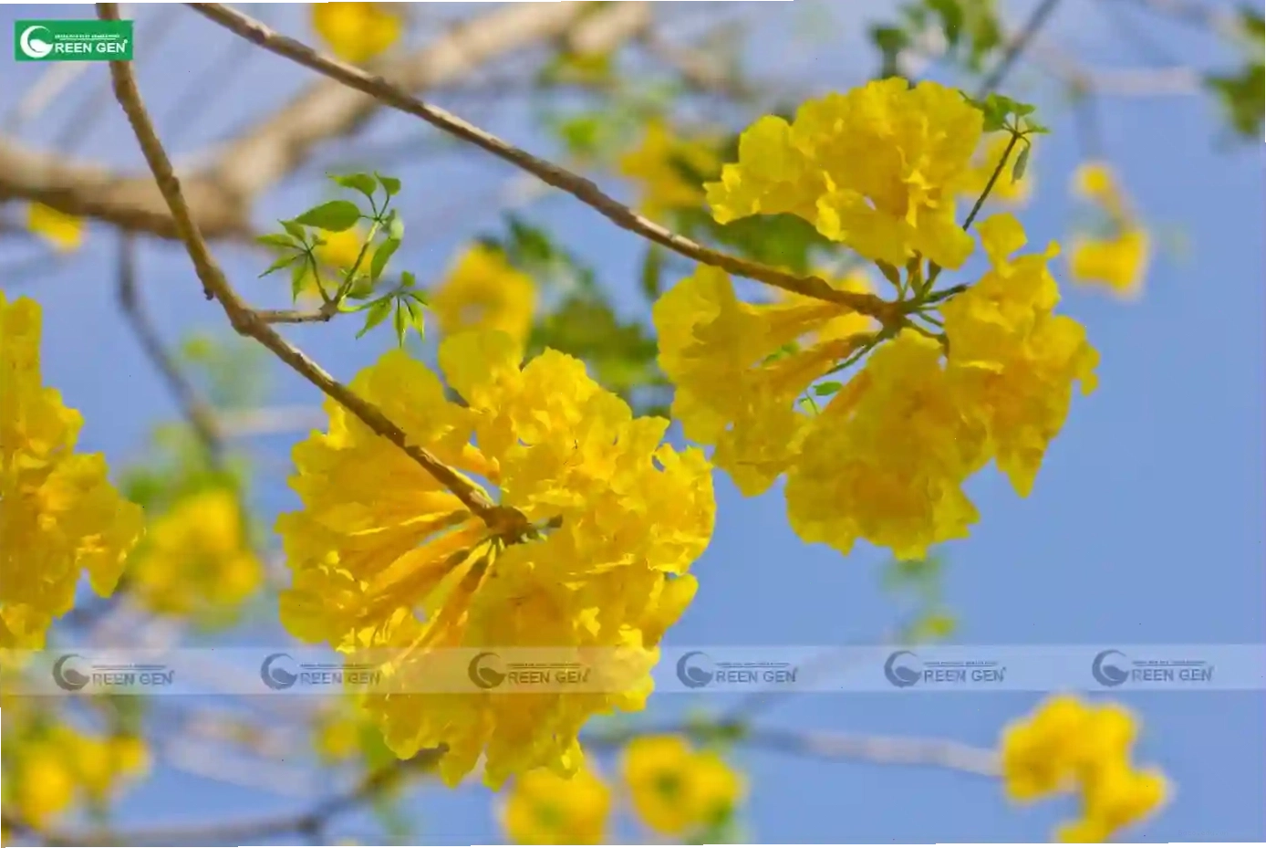 Cây Phong Linh với sắc hoa rực rỡ