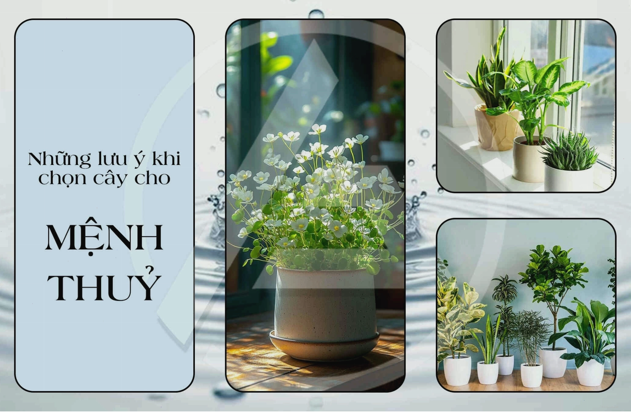 Cây phong thủy trong nhà cho người mệnh Thủy