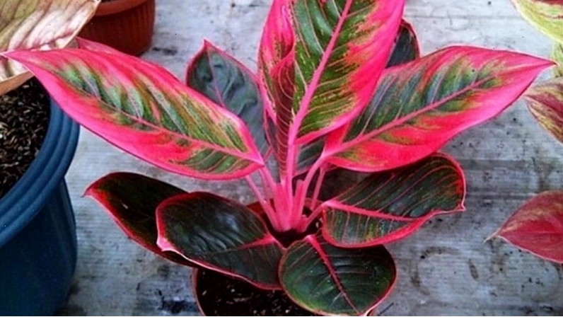 Cây phú quý có tên tiếng anh là Aglaonema Red