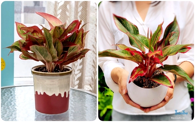 Cây phú quý có thể trồng trên cạn hoặc thủy canh