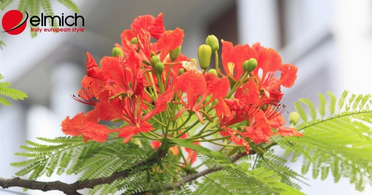 Cây Phượng Vĩ Biểu Tượng Của Tuổi Học Trò Và Vẻ Đẹp Sân Trường