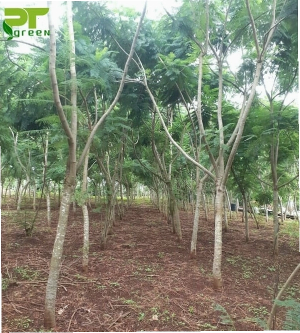 Cây Phượng Vĩ con